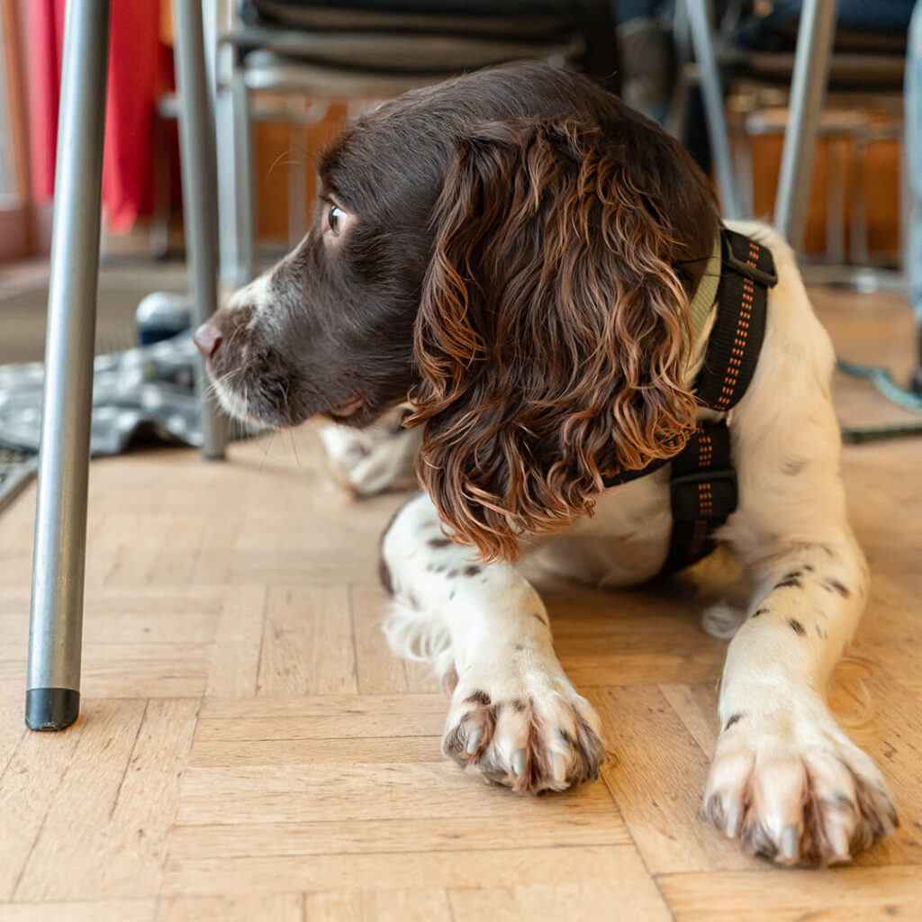 Ein Hund liegt unter Stühlen im Puplikum